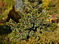 Picea abies Cert IMG_1856 Świerk pospolity